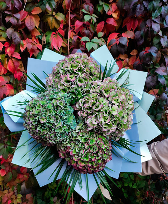 ramos a domicilio Vitoria